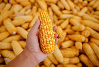 被称农作物中的“毒王”，中国却年消超300万吨