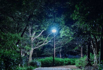大批中国人拿手电筒夜间出动…日媒揭惊人真相