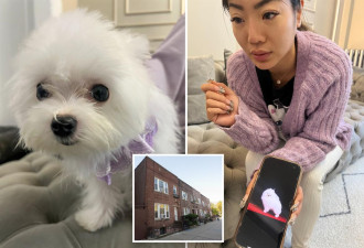 华裔女非法卖狗！"镇店之宝"竟卖$3.8万 卖出600多只