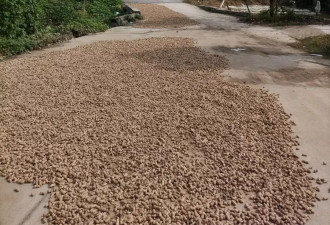 河南60年一遇“烂秋雨”：农户夏天抗旱救活的庄稼