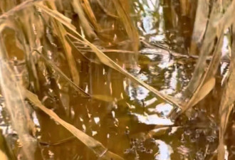 河南60年一遇“烂秋雨”：农户夏天抗旱救活的庄稼