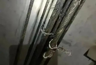 破坏小区电梯钢绳，触碰了“安全高压线”