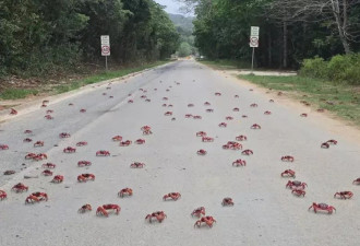 视频：1亿只红蟹大迁徙 红潮横行霸道 场面壮观