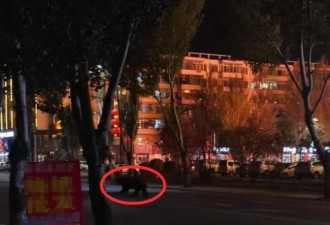 黑熊夜闯中国闹区 遭警连开10多枪击毙