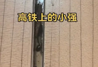 乘客实拍高铁车厢缝隙爬满蟑螂，列车员回应