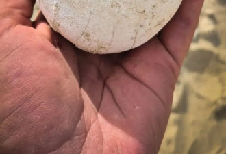 7000万年前恐龙蛋出土！光滑如水煮蛋