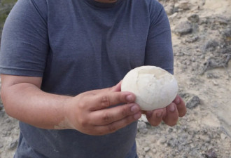 7000万年前恐龙蛋出土！光滑如水煮蛋