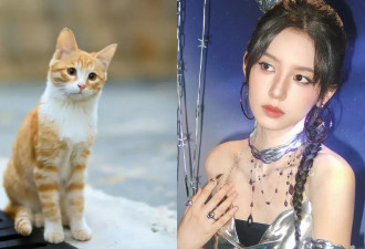 女星周也新剧剧组撞死大学网红猫惹众怒 学生爆料被要求删文