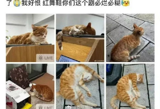 女星周也新剧剧组撞死大学网红猫惹众怒 学生爆料被要求删文