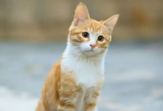 女星周也新剧剧组撞死大学网红猫惹众怒 学生爆料被要求删文