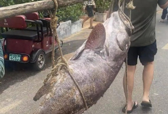 海口一渔民捕获巨型石斑鱼，目击者：个头跟猪差不多