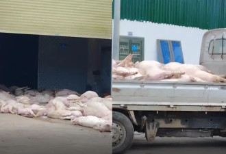 肉联厂门前现大量死猪,如何让人相信没有流入市场