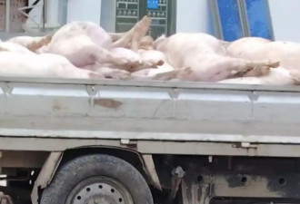 广东一肉联公司门口堆满死猪，7名嫌疑人被控制