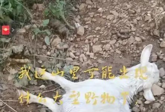 村民家羊疑遭不明野兽袭击，被发现时仅剩前半身