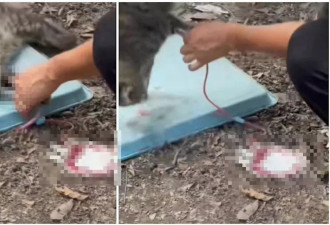 恐怖灰色产业链！广州收购流浪猫 抽光血液转卖