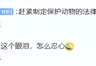 触目惊心！流浪猫血被抽干，每袋卖800元！