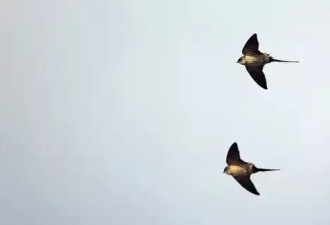 东北的燕子，真是冻死的？