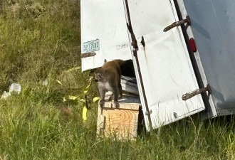 美国密西西比州一批实验猴逃脱 警方称“具有攻击性”