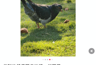 中国高校鸽子胖成“走地鸡”引热议 可长到3斤