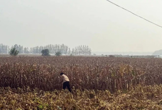 抗旱抢回来的玉米，倒在秋雨连绵的地里