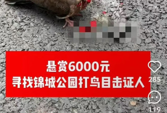 小区6户玻璃疑遭钢珠击碎 附近公园有鸟类被击中死亡