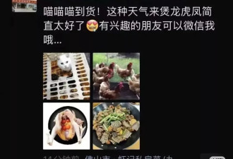 私房菜馆被曝宰杀活猫煲“龙虎凤” 有白猫被抱到后厨