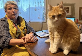 橘猫翻墙被告主人赔1250欧元 法国史上最贵猫出行