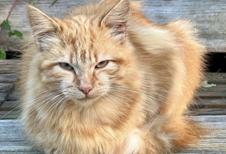 橘猫翻墙被告主人赔1250欧元 法国史上最贵猫出行