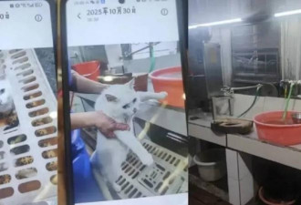 中国餐馆现场宰杀活猫入菜，引全民挞伐