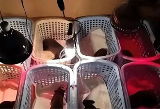 林青霞的生活有多奢侈?500万的私厨,房子失火不救钱先救狗