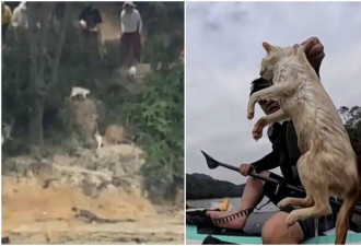 中国水库放生野猫“行善” 猫只吓到跳水溺毙
