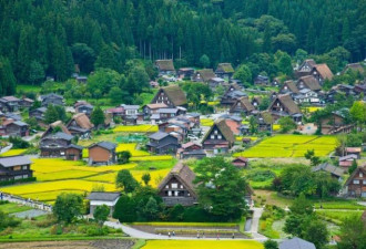 不敢去日本的游客，被现实版“熊出没”吓坏了