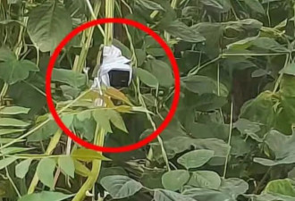 上海荒地现摄像头和12万现金？数小时蹲守后，可疑男子出现