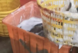 水产市场“麻醉鱼”调查：有商家称麻药有味会换水再卖