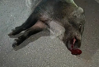 特斯拉撞死突闯国道的野猪，车主全责，交警发声