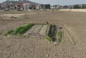中国种地能挣多少钱?这五年我们问了一千多位农民