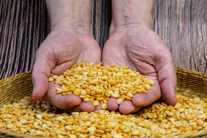 Gene Editing Produces Yellow Peas with Improved Aroma and Flavor- Crop Biotech Update (September 27. 2023) | Crop Biotech Update - ISAAA.org