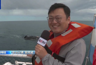 阿根廷瓦尔德斯半岛迎来最大规模南露脊鲸群