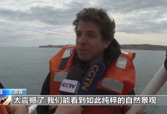 阿根廷瓦尔德斯半岛迎来最大规模南露脊鲸群