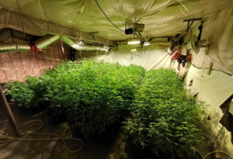 多伦多、万锦5名华人被捕！警方查获价值$160万非法大麻