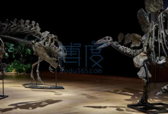 中国大佬竟持有侏罗纪恐龙化石？逃亡英国被查抄
