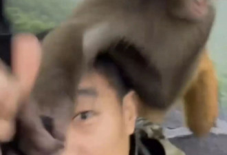 “猴子抢游客的伞 然后惊现神奇一幕”疯传 网疑AI生成