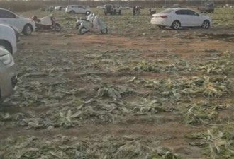 数百人在内蒙菜地“免费摘白菜” 菜农损失百万