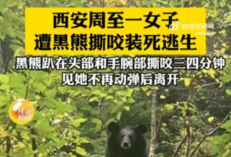 女子遭黑熊撕咬装死 黑熊撕咬三四分钟离开