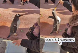 哈尔滨女子社区中庭“遛企鹅” 居民看傻围观