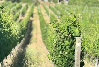 BC一酒庄卖家编造获奖 中国买家仍败诉赔偿200万
