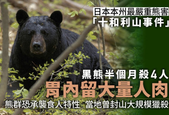日本本州最严重熊害 半个月夺4命胃内留大量人肉