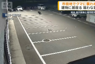 日本本州最严重熊害 半个月夺4命胃内留大量人肉