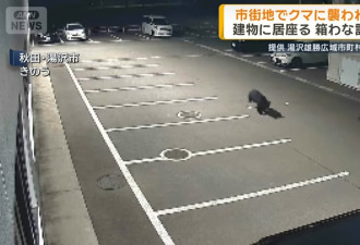 日本本州最严重熊害 半个月夺4命胃内留大量人肉