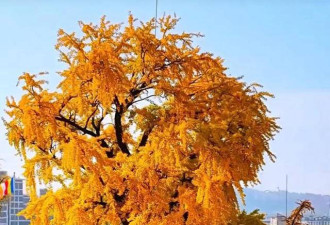 中国1600岁“银杏王”满树金黄
